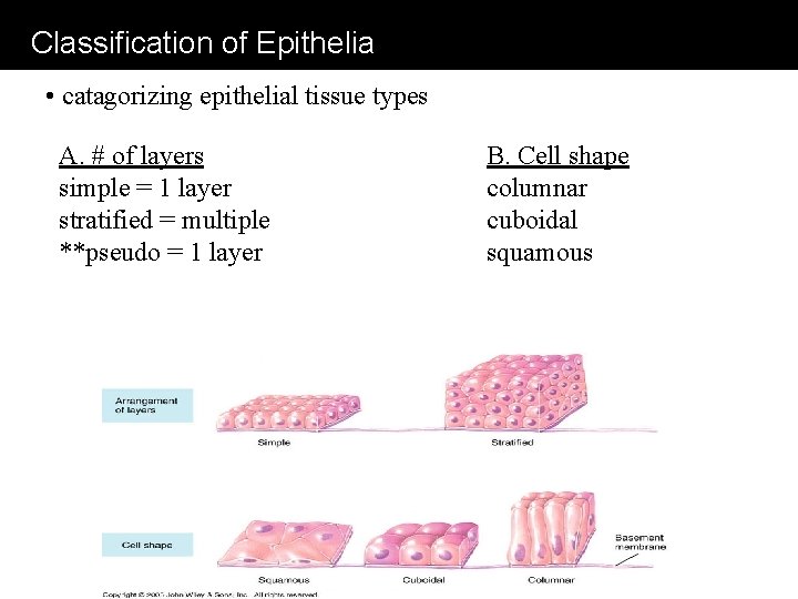 Classification of Epithelia • catagorizing epithelial tissue types A. # of layers simple =