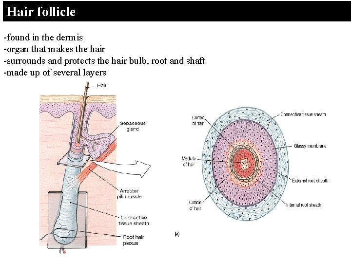 Hair follicle -found in the dermis -organ that makes the hair -surrounds and protects