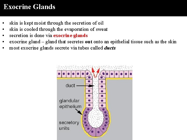 Exocrine Glands • • • skin is kept moist through the secretion of oil