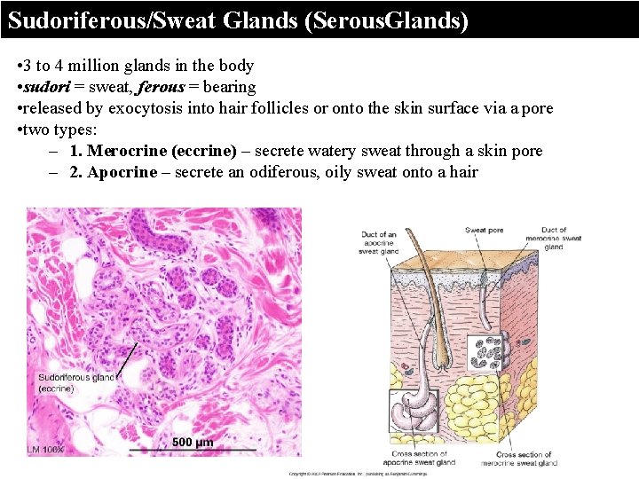 Sudoriferous/Sweat Glands (Serous. Glands) • 3 to 4 million glands in the body •