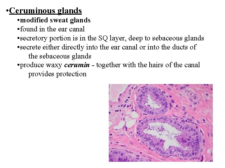  • Ceruminous glands • modified sweat glands • found in the ear canal