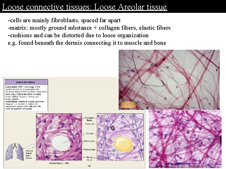 Loose connective tissues: Loose Areolar tissue -cells are mainly fibroblasts, spaced far apart -matrix: