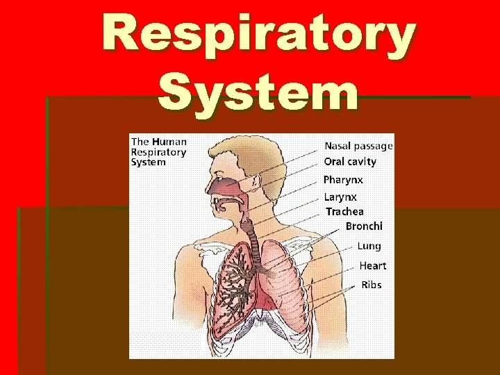 Respiratory System 