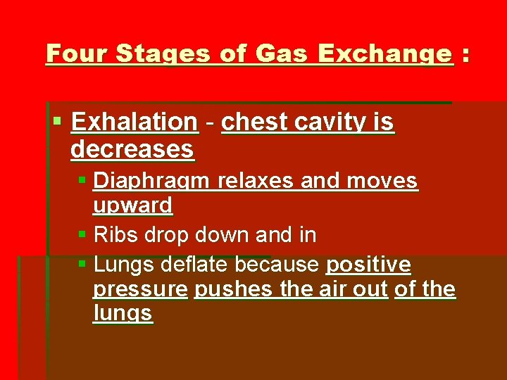 Four Stages of Gas Exchange : § Exhalation - chest cavity is decreases §