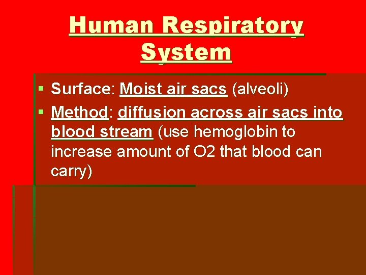 Human Respiratory System § Surface: Moist air sacs (alveoli) § Method: diffusion across air