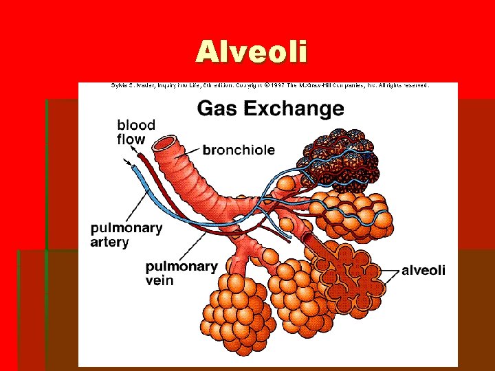 Alveoli 