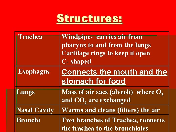 Structures: Trachea Windpipe- carries air from pharynx to and from the lungs Cartilage rings