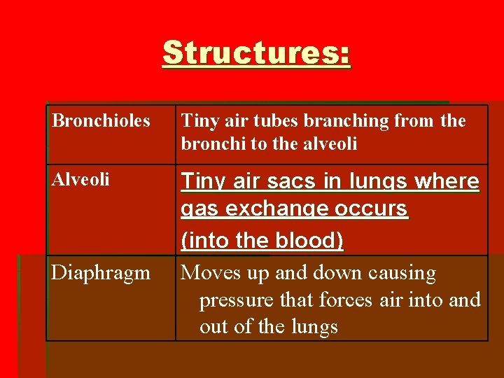 Structures: Bronchioles Tiny air tubes branching from the bronchi to the alveoli Alveoli Tiny