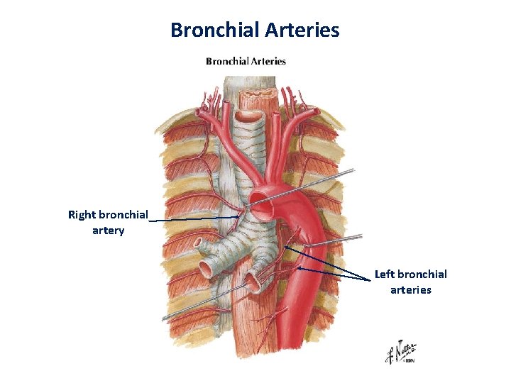 Bronchial Arteries Right bronchial artery Left bronchial arteries 