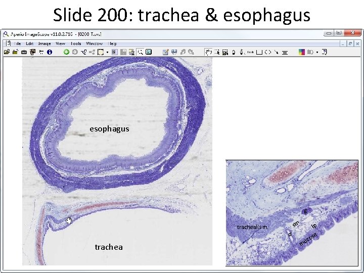 Slide 200: trachea & esophagus g trachealis m. trachea sm d mu co lp