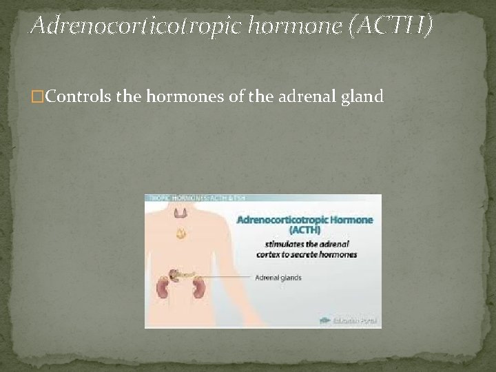 Adrenocorticotropic hormone (ACTH) �Controls the hormones of the adrenal gland 