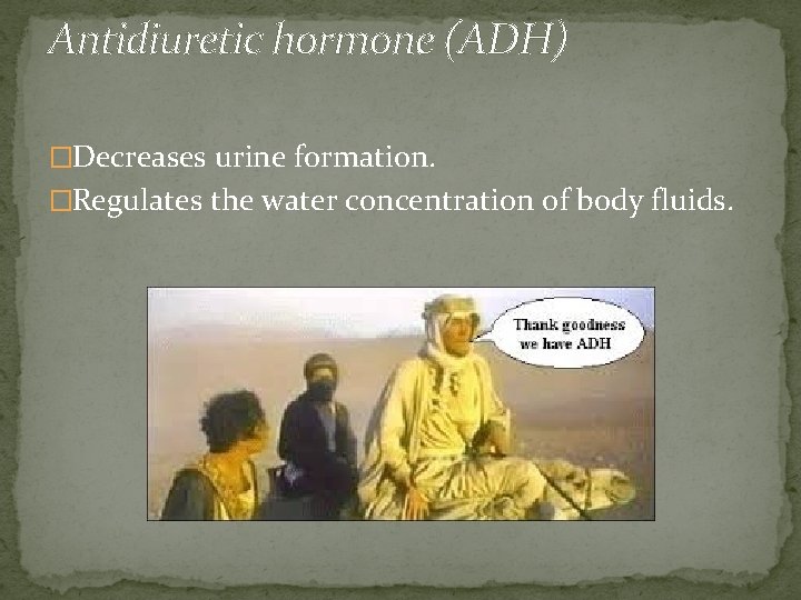 Antidiuretic hormone (ADH) �Decreases urine formation. �Regulates the water concentration of body fluids. 