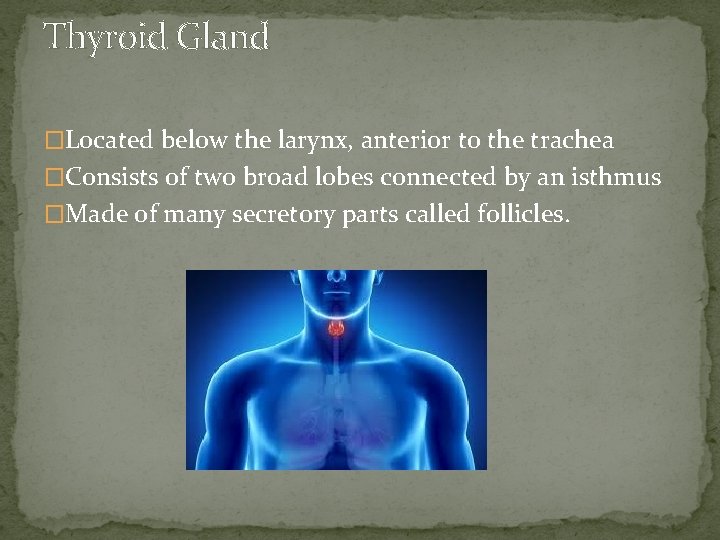 Thyroid Gland �Located below the larynx, anterior to the trachea �Consists of two broad