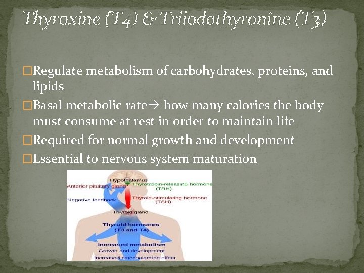 Thyroxine (T 4) & Triiodothyronine (T 3) �Regulate metabolism of carbohydrates, proteins, and lipids
