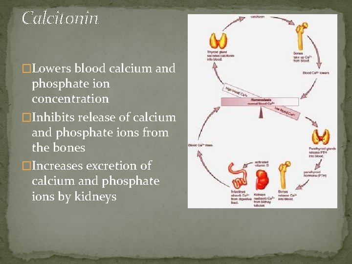 Calcitonin �Lowers blood calcium and phosphate ion concentration �Inhibits release of calcium and phosphate