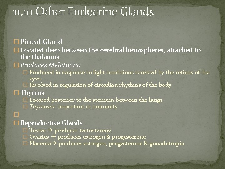 11. 10 Other Endocrine Glands � Pineal Gland � Located deep between the cerebral