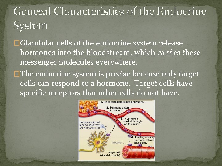 General Characteristics of the Endocrine System �Glandular cells of the endocrine system release hormones