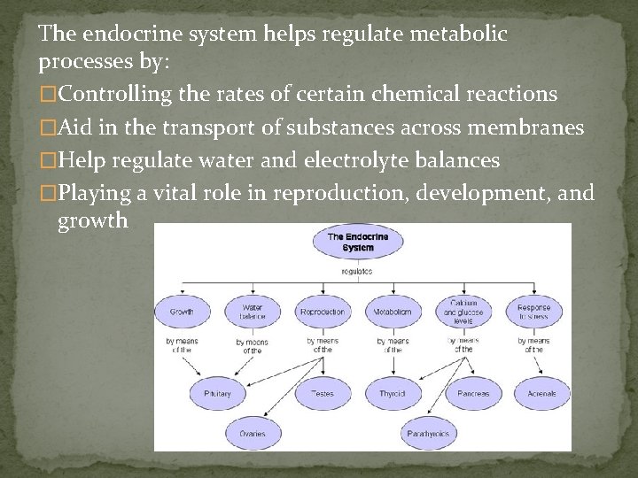 The endocrine system helps regulate metabolic processes by: �Controlling the rates of certain chemical