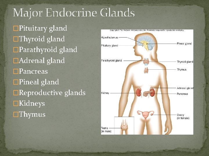 Major Endocrine Glands �Pituitary gland �Thyroid gland �Parathyroid gland �Adrenal gland �Pancreas �Pineal gland