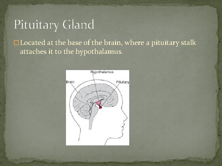 Pituitary Gland � Located at the base of the brain, where a pituitary stalk