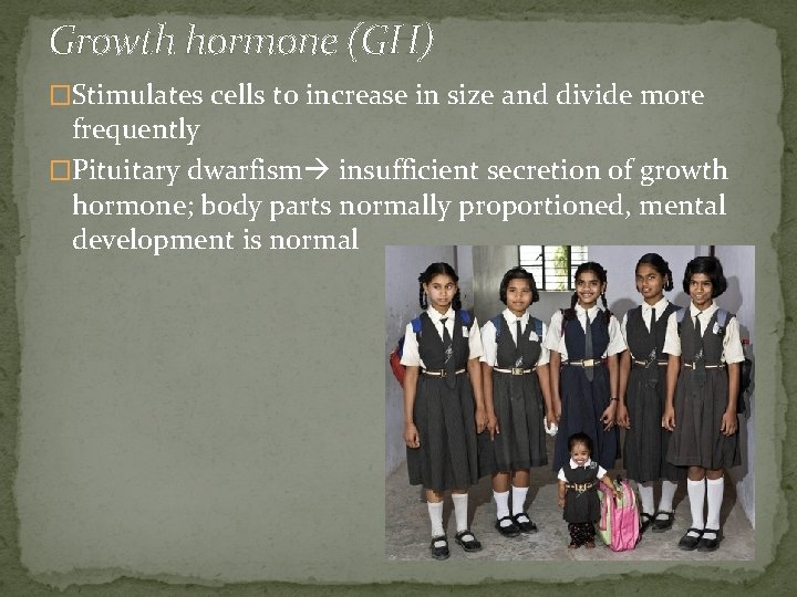 Growth hormone (GH) �Stimulates cells to increase in size and divide more frequently �Pituitary