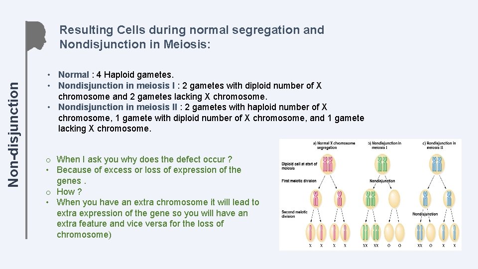 Non-disjunction Resulting Cells during normal segregation and Nondisjunction in Meiosis: • Normal : 4