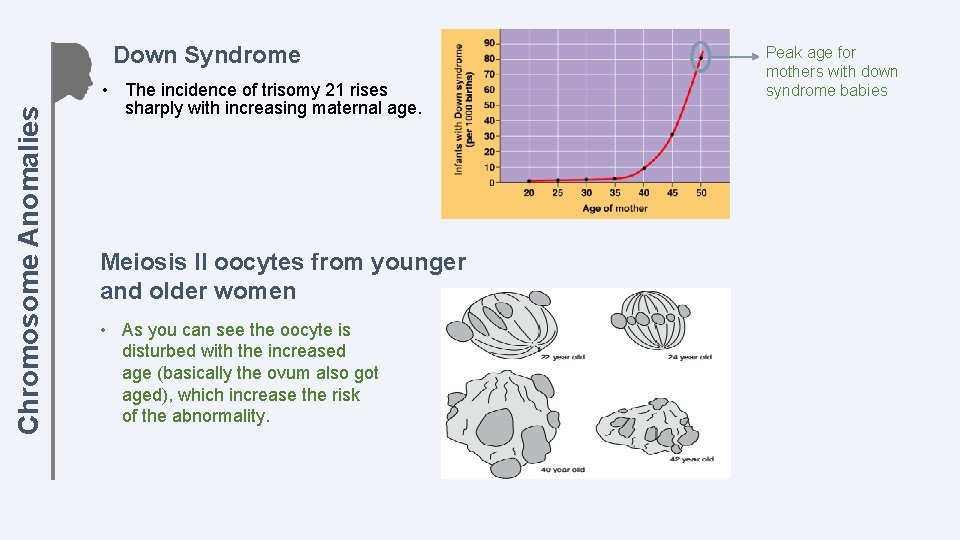 Chromosome Anomalies Down Syndrome • The incidence of trisomy 21 rises sharply with increasing