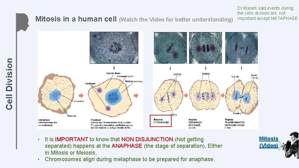Cell Division Mitosis in a human cell (Watch the Video for better understanding) Dr