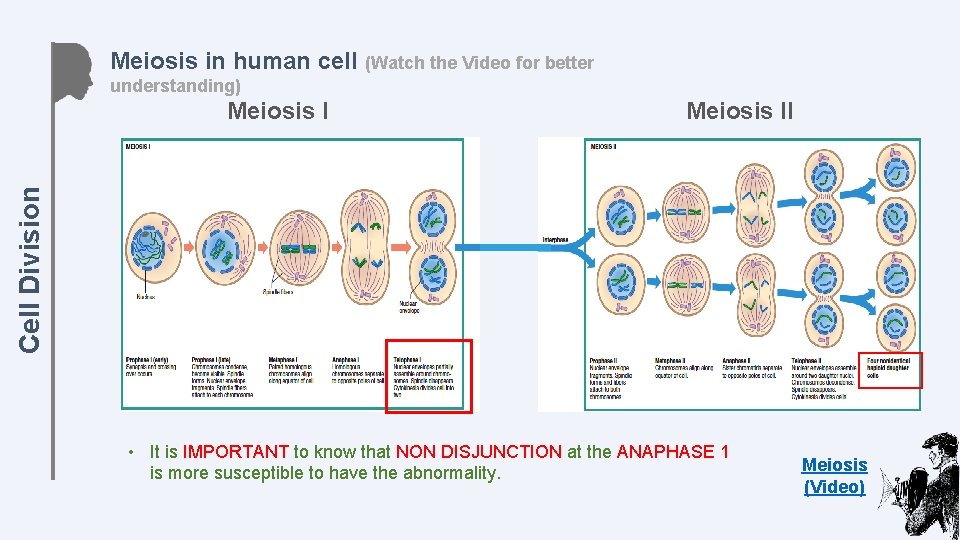 Meiosis in human cell (Watch the Video for better understanding) Meiosis II Cell Division