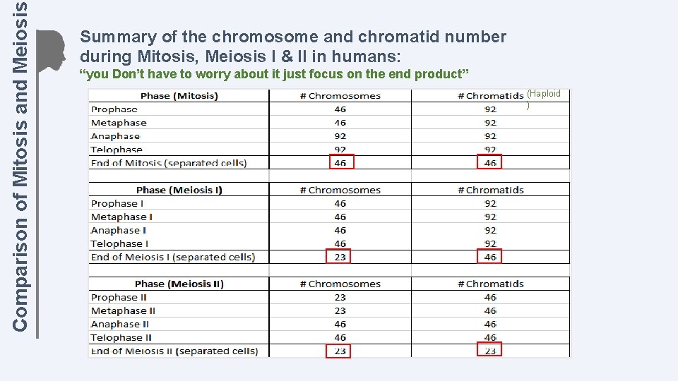 Comparison of Mitosis and Meiosis Summary of the chromosome and chromatid number during Mitosis,