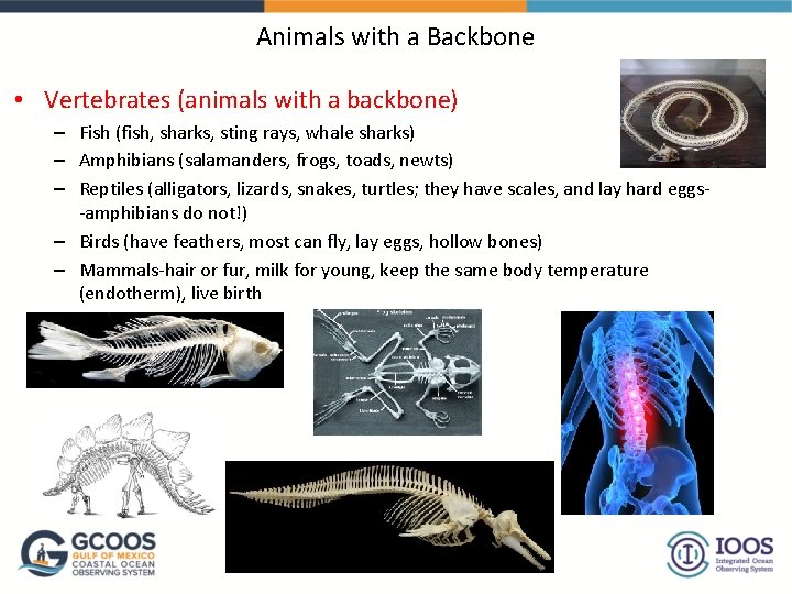 Animals with a Backbone • Vertebrates (animals with a backbone) – Fish (fish, sharks,