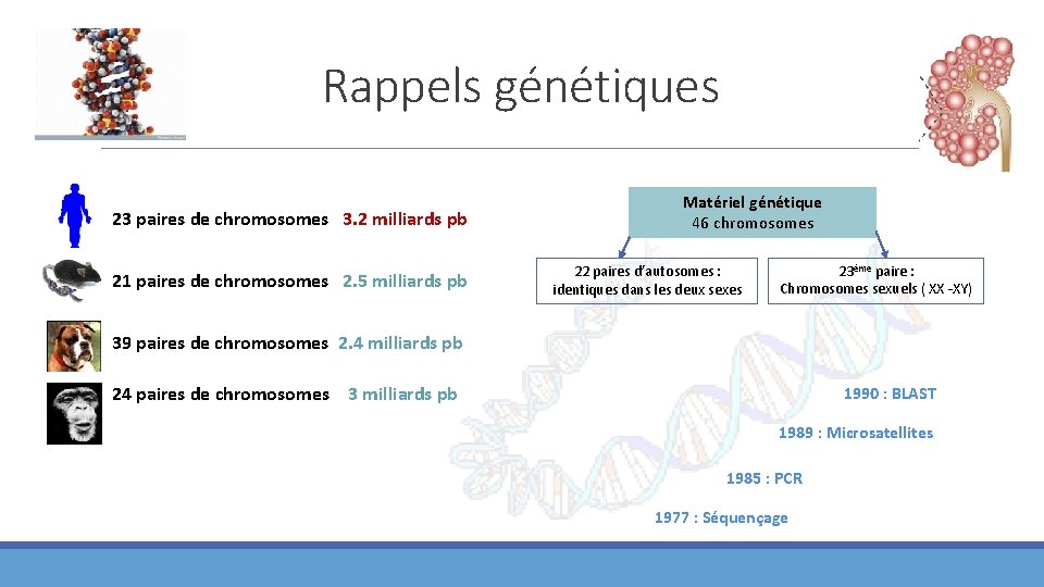 Rappels génétiques 23 paires de chromosomes 3. 2 milliards pb 21 paires de chromosomes