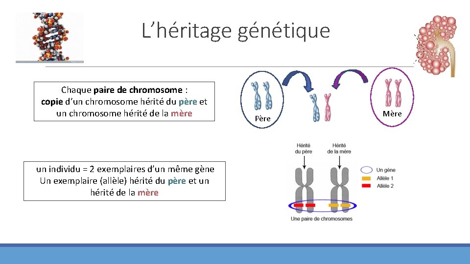 L’héritage génétique Chaque paire de chromosome : copie d’un chromosome hérité du père et