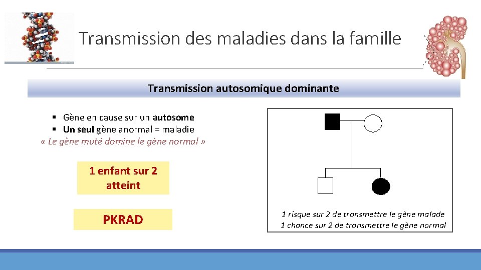 Transmission des maladies dans la famille Transmission autosomique dominante § Gène en cause sur