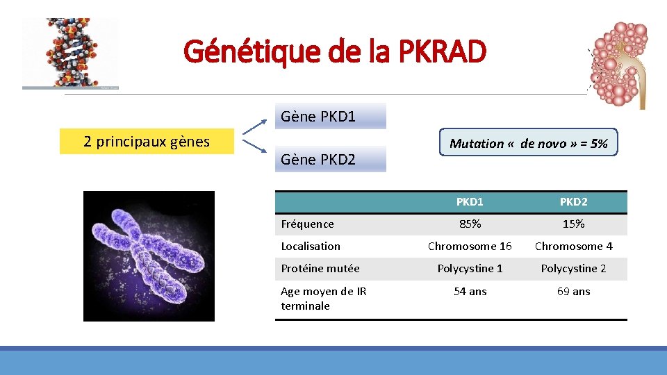 Génétique de la PKRAD Gène PKD 1 2 principaux gènes Gène PKD 2 Mutation