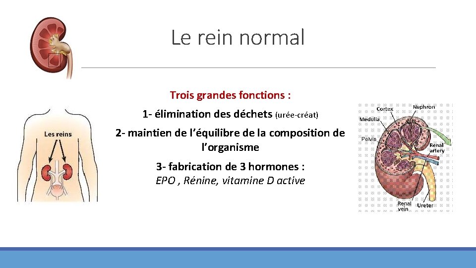 Le rein normal Trois grandes fonctions : 1 - élimination des déchets (urée-créat) 2