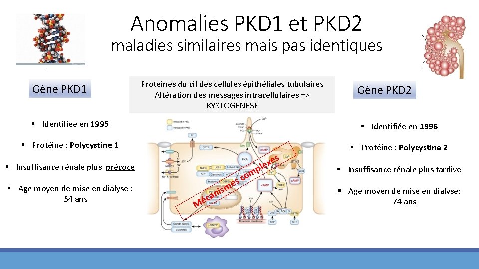Anomalies PKD 1 et PKD 2 maladies similaires mais pas identiques Gène PKD 1