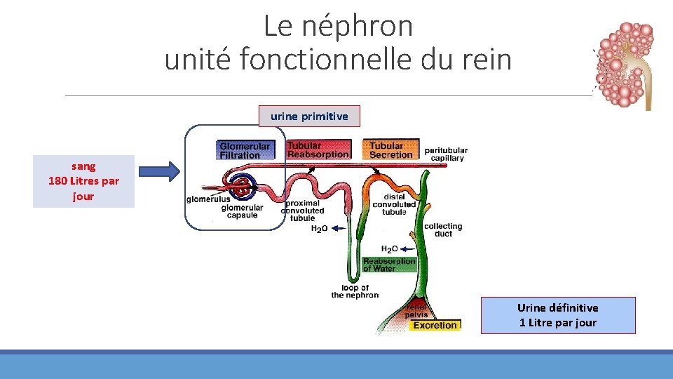 Le néphron unité fonctionnelle du rein urine primitive sang 180 Litres par jour Urine