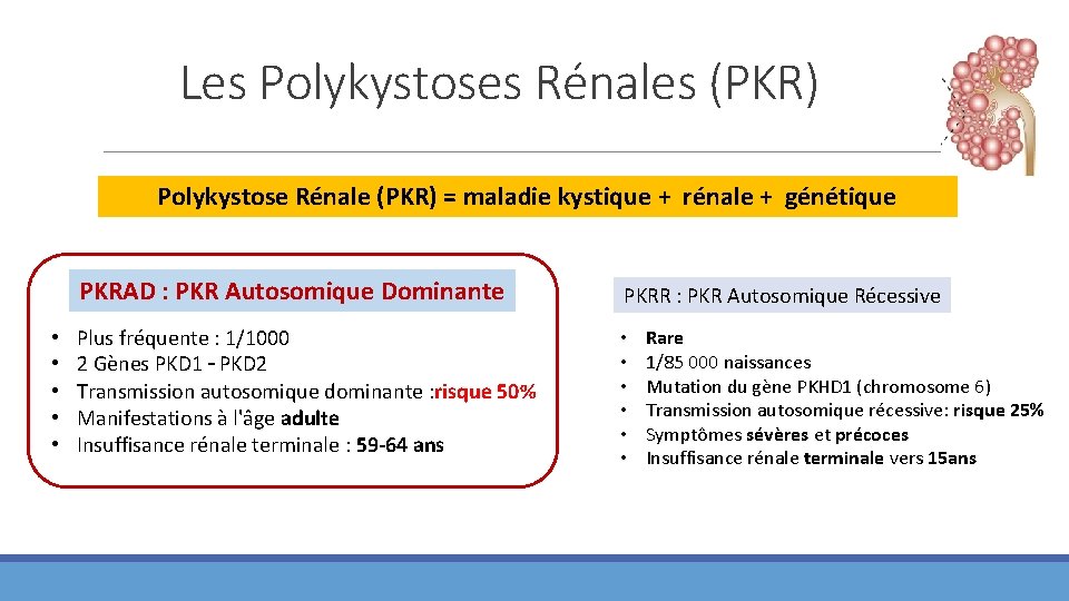 Les Polykystoses Rénales (PKR) Polykystose Rénale (PKR) = maladie kystique + rénale + génétique