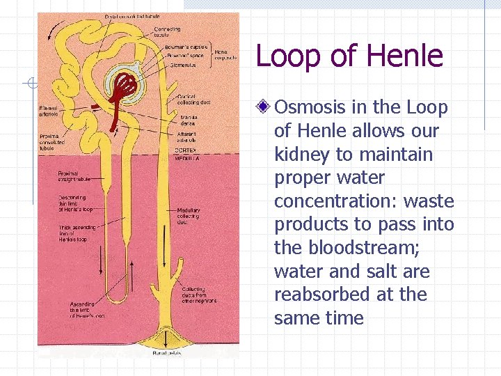 Loop of Henle Osmosis in the Loop of Henle allows our kidney to maintain