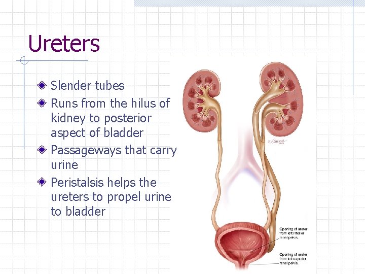 Ureters Slender tubes Runs from the hilus of kidney to posterior aspect of bladder