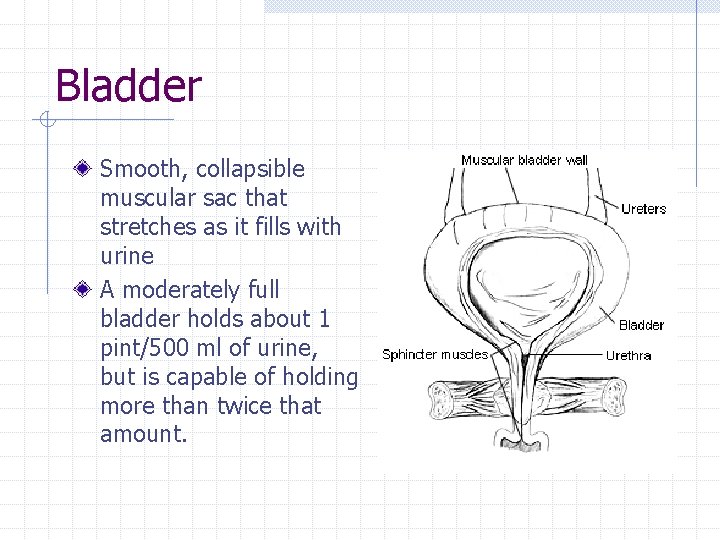 Bladder Smooth, collapsible muscular sac that stretches as it fills with urine A moderately