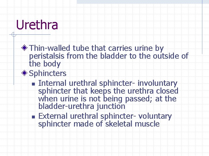 Urethra Thin-walled tube that carries urine by peristalsis from the bladder to the outside