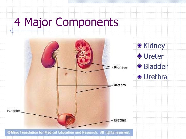 4 Major Components Kidney Ureter Bladder Urethra 