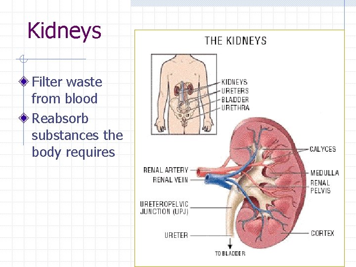 Kidneys Filter waste from blood Reabsorb substances the body requires 