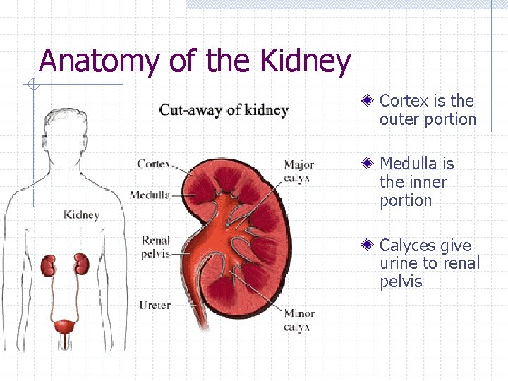 Anatomy of the Kidney Cortex is the outer portion Medulla is the inner portion