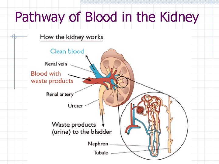 Pathway of Blood in the Kidney 