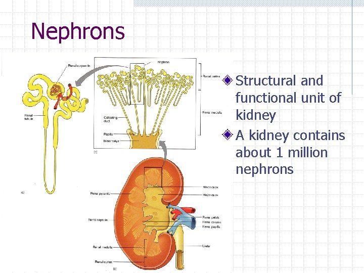 Nephrons Structural and functional unit of kidney A kidney contains about 1 million nephrons