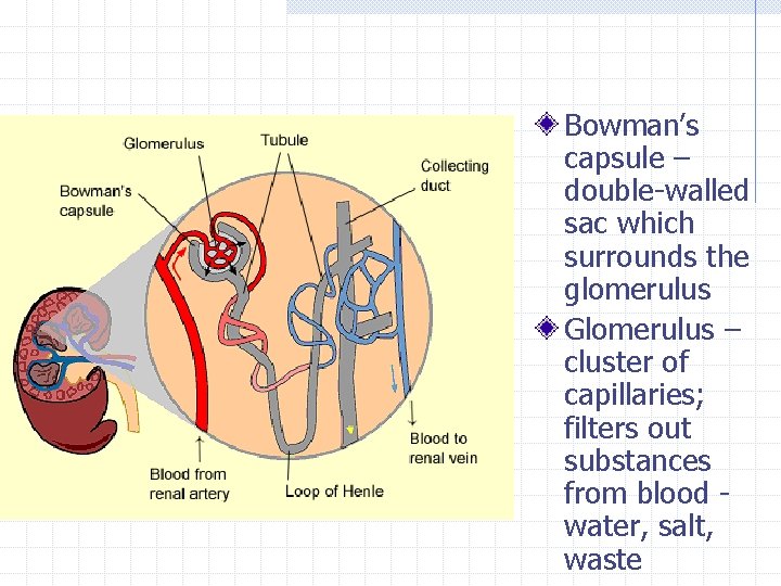 Bowman’s capsule – double-walled sac which surrounds the glomerulus Glomerulus – cluster of capillaries;