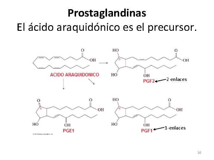 Prostaglandinas El ácido araquidónico es el precursor. 2 enlaces 1 -enlaces 16 